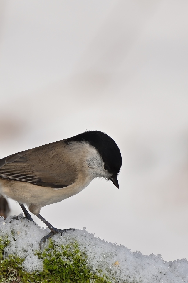 Маленькая синица стоит на белом снегу