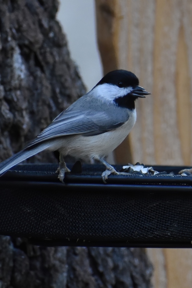 Маленькая синичка в кормушке с семечками