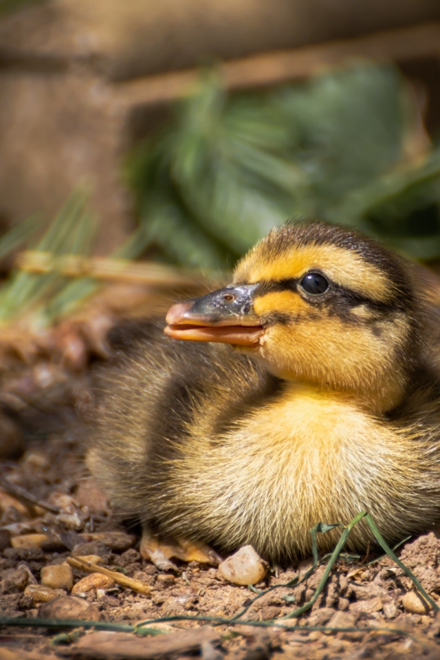 Маленький дикий утенок прячется в тени 