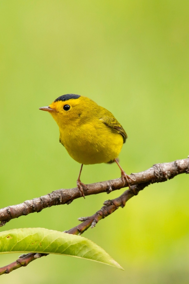 Маленькая желтая птичка сидит на ветке