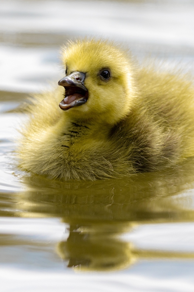Маленький желтый утенок плавает в воде