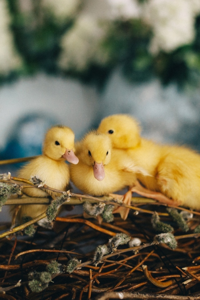Маленькие желтые утята в гнезде