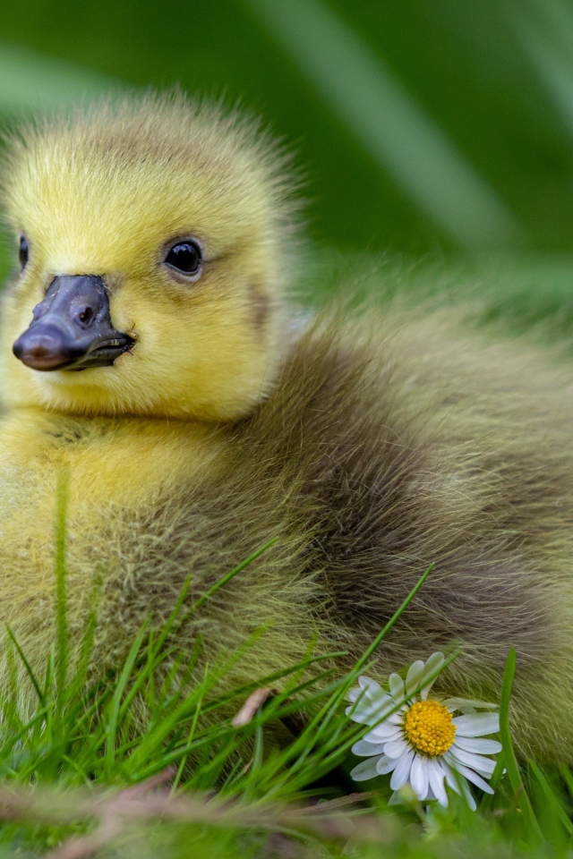 Маленький желтый гусенок на зеленой траве