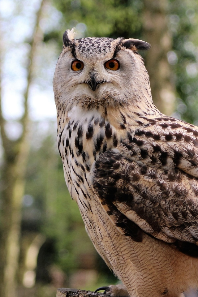 Ушастая сова в лесу