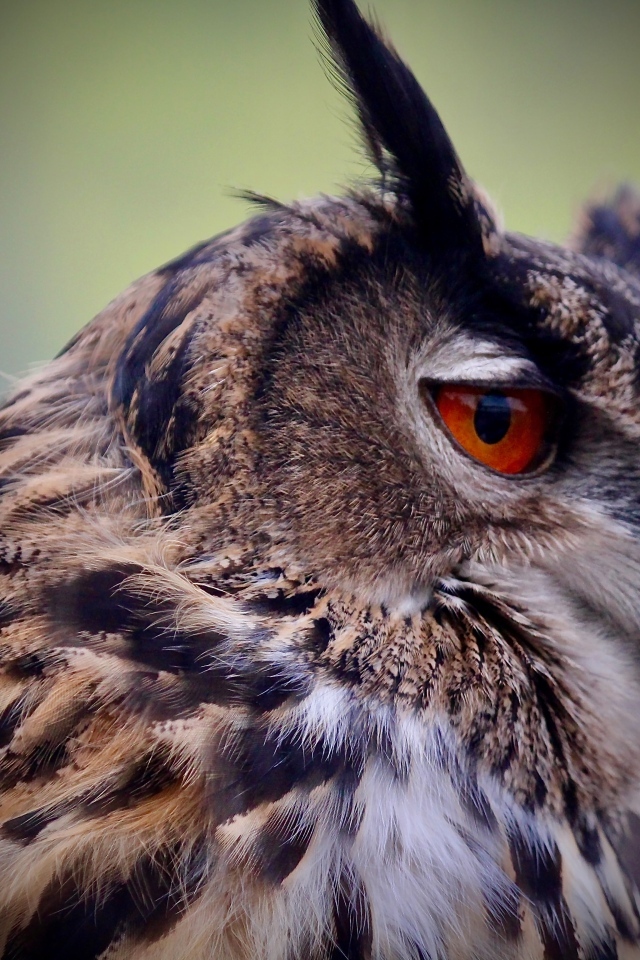 Ушастая сова с красными глазами