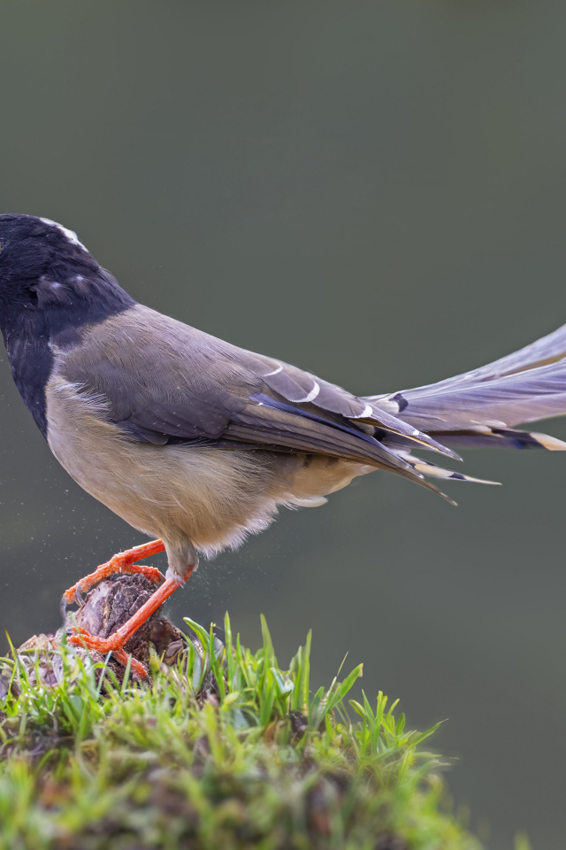 Сорока крупным планом