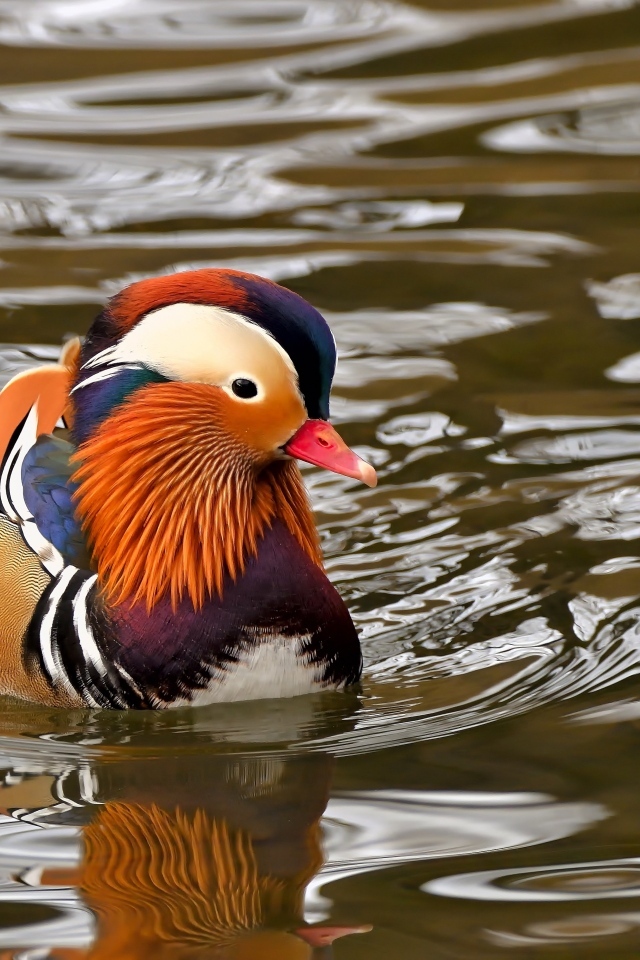 Уточка мандаринка плавает в воде