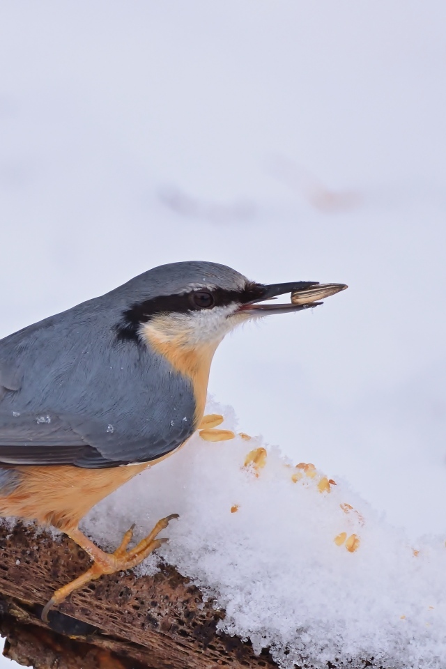 Птица поползень на снегу