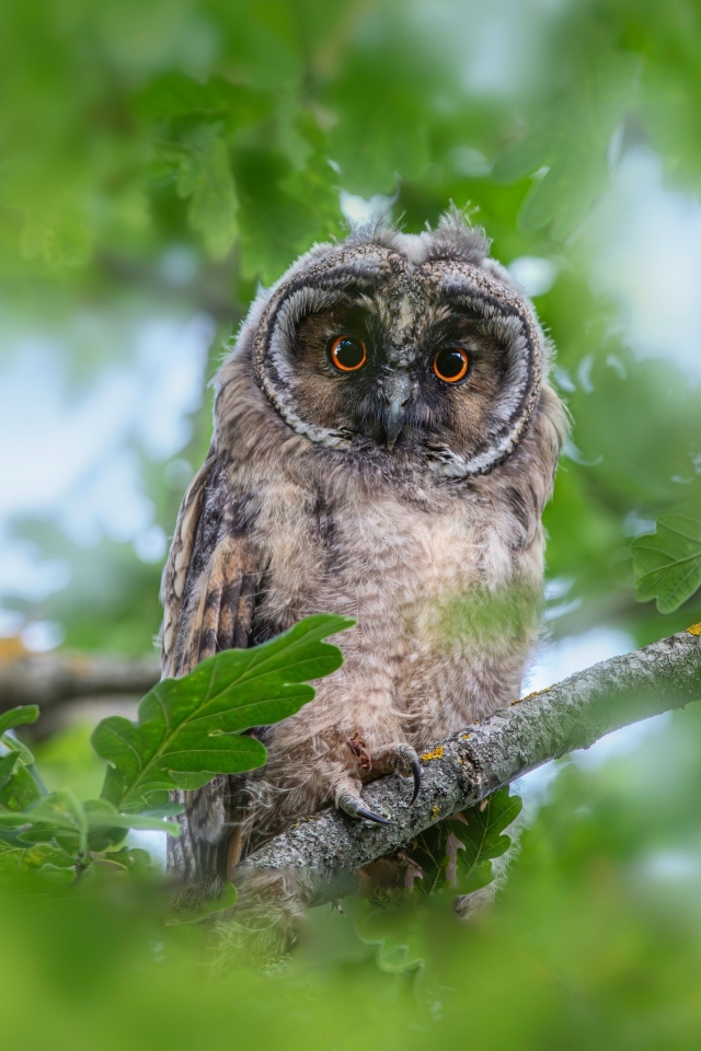 Сова сидит в ветках дуба