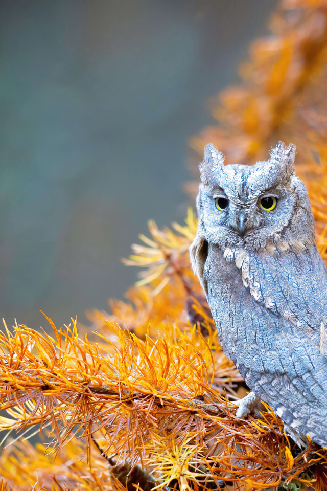 Сова сидит на ветке ели
