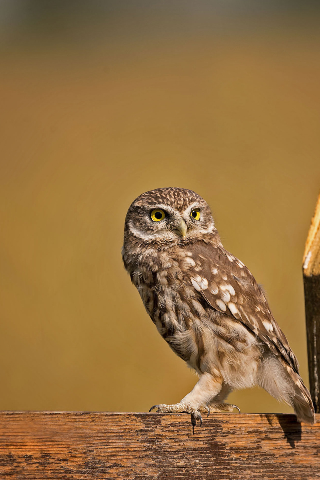 Сова сидит на деревянном заборе