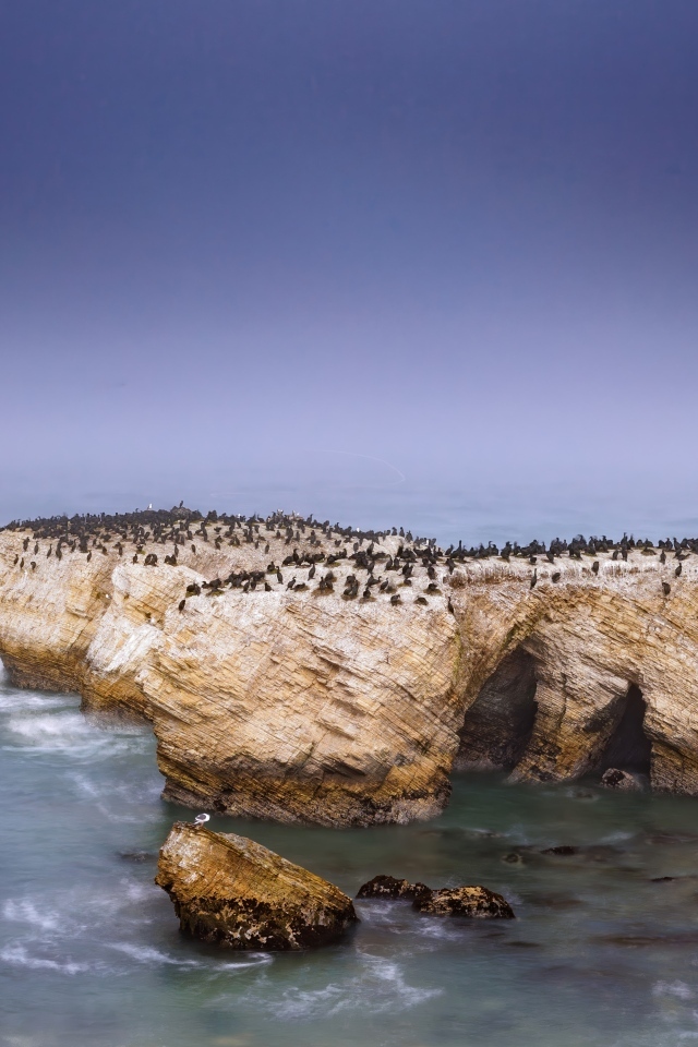 Пингвины на скале с бушующем море