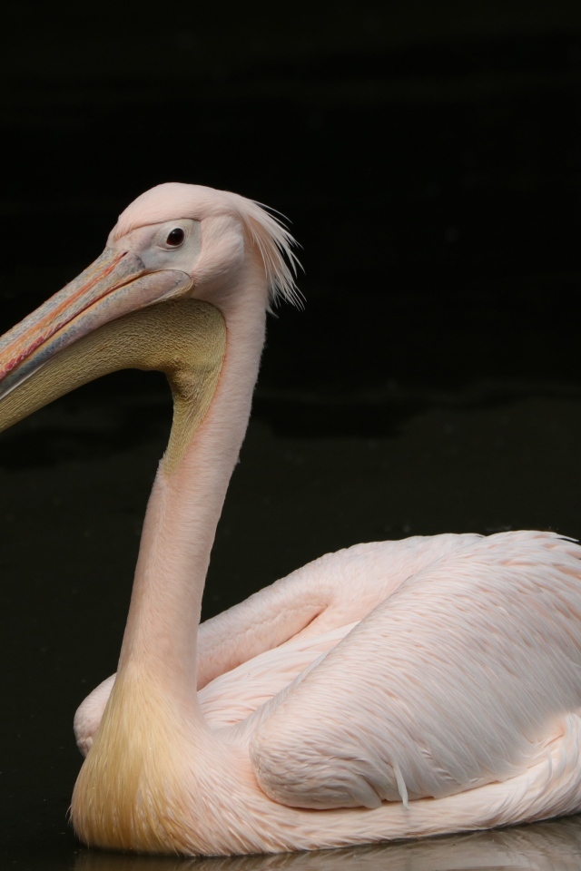 Розовый пеликан на черном фоне
