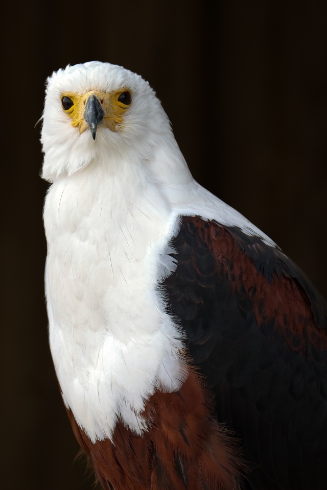 Хищный белоголовый орлан крупным планом