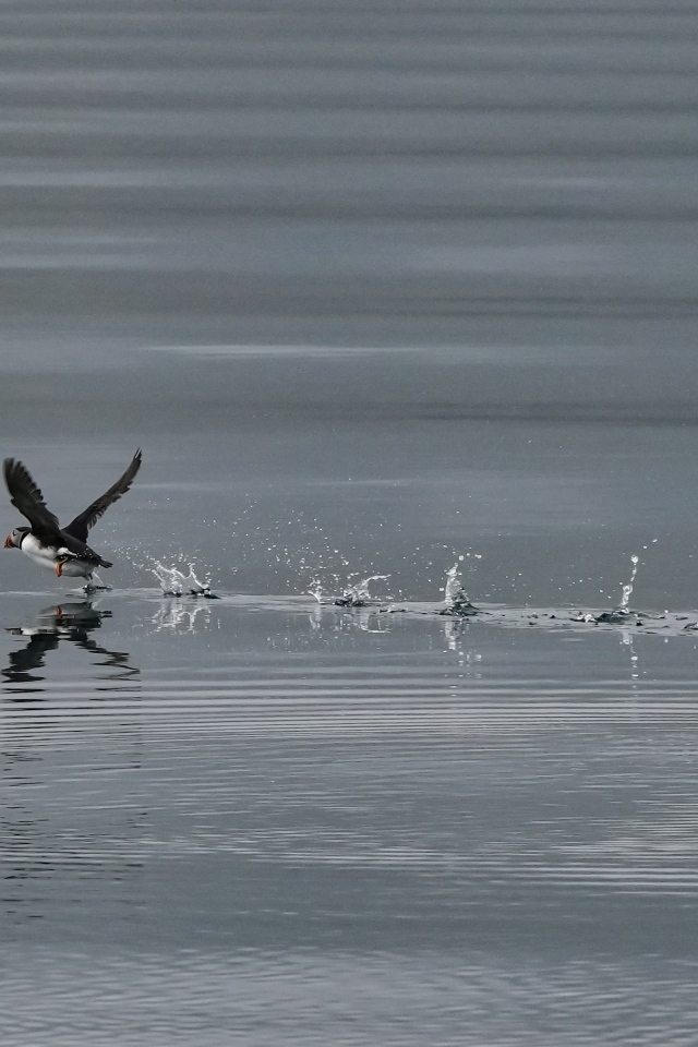 Птица тупик взлетает по воде
