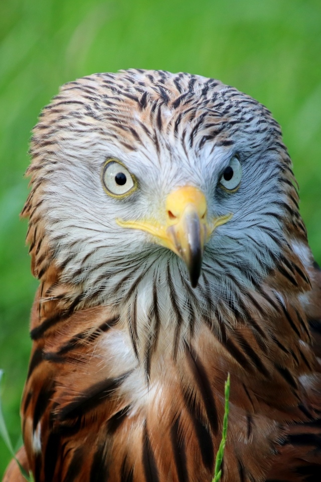 Красный коршун с острым клювом