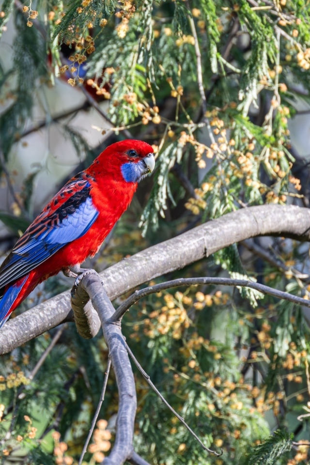 Попугай красная розелла сидит на ветке