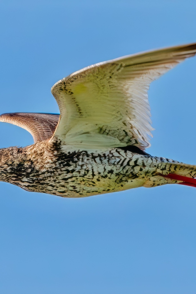 Птица красный стебель летит в небе