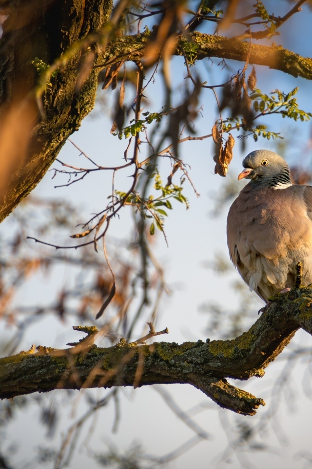 Кольчатый голубь сидит на ветке