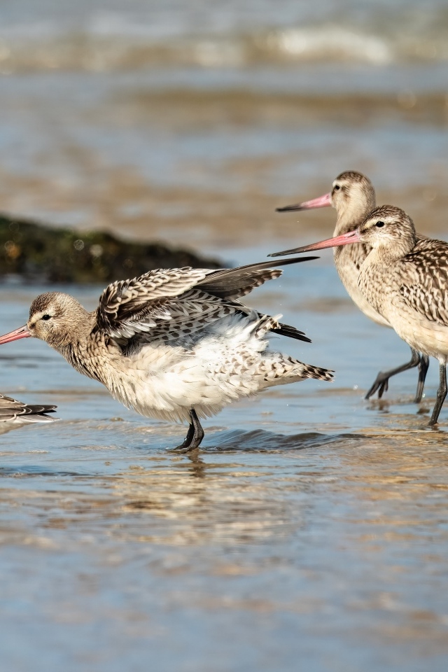 Семейство птиц кулик в воде
