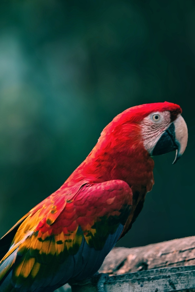 Попугаи алый ара на деревянной ветке