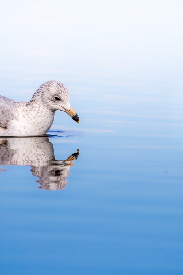 Чайка отражается в голубой морской воде