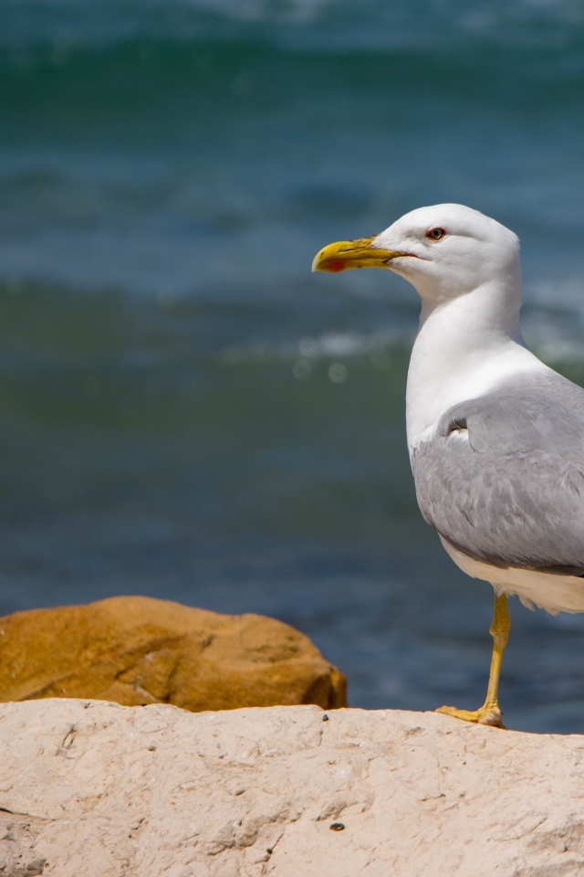 Чайка стоит на камне у моря