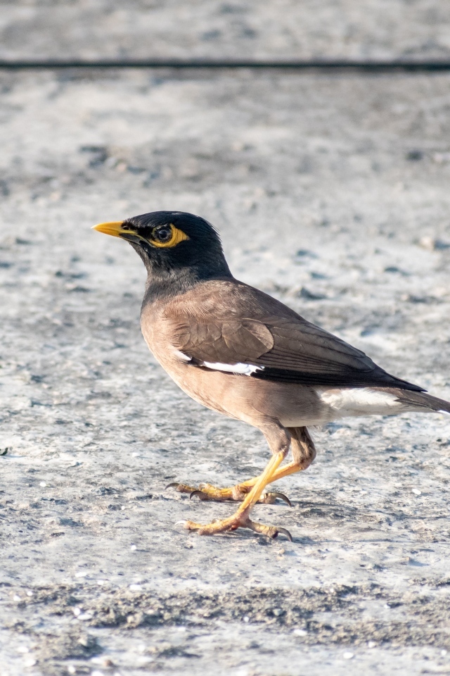 Маленькая обыкновенная майна 