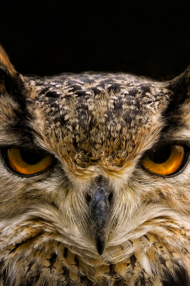 Суровая сова с коричневыми глазами