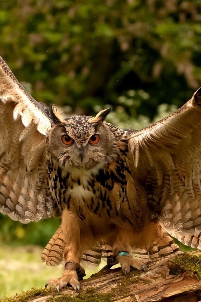 Большая сова расправила крылья
