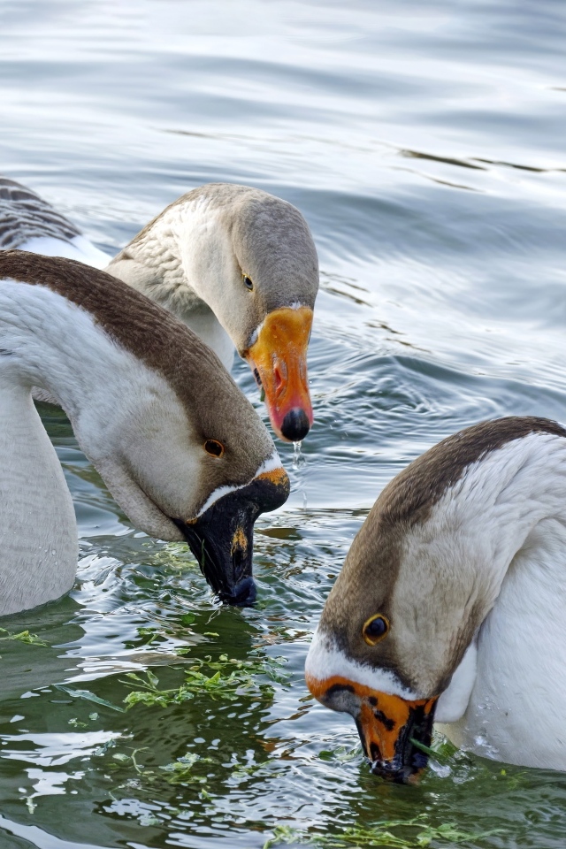 Три домашних гуся плавают в воде