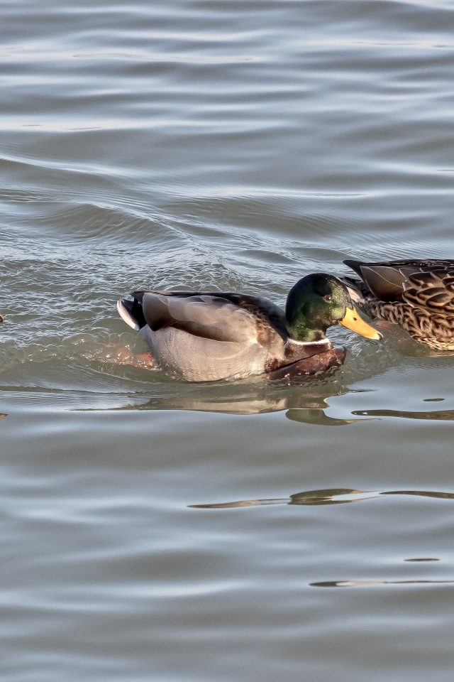 Три утки плавают в воде
