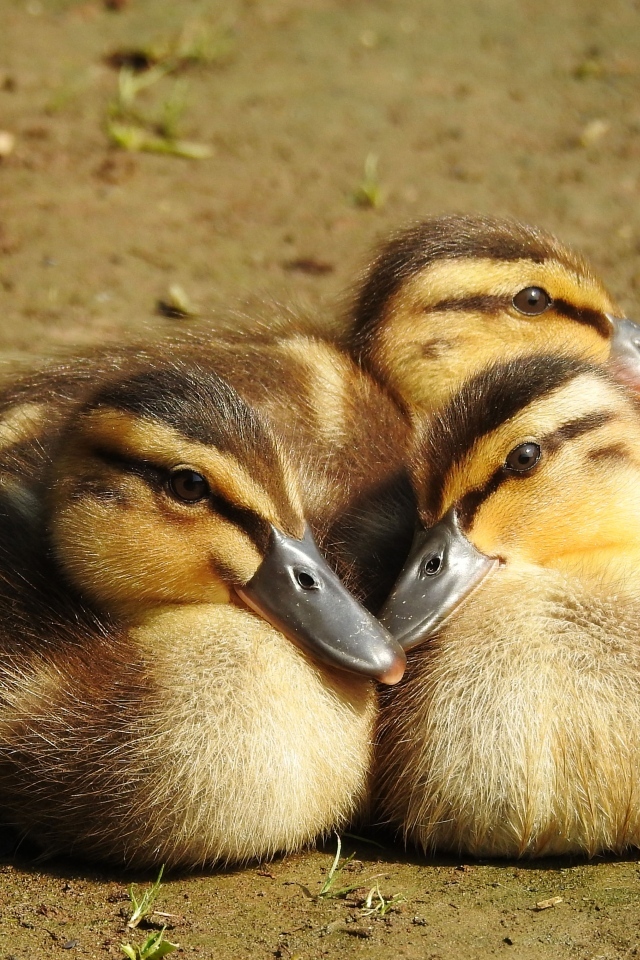 Три маленьких утенка сидят на земле