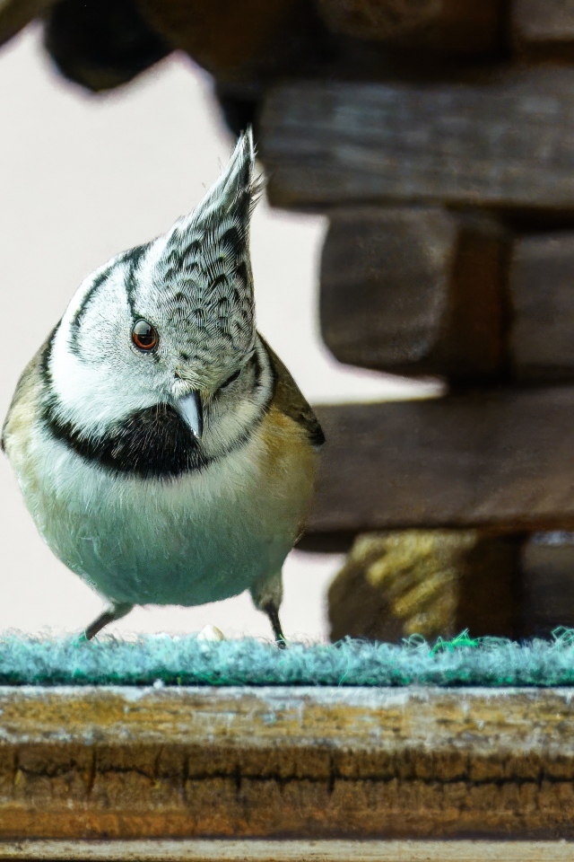 Хохлатая синица сидит у кормушки