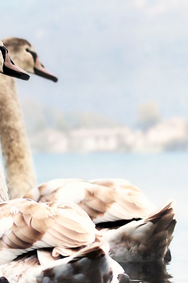 Два красивых лебедя плывут по воде