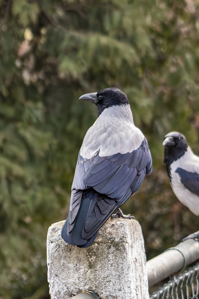 Две вороны сидят на заборе