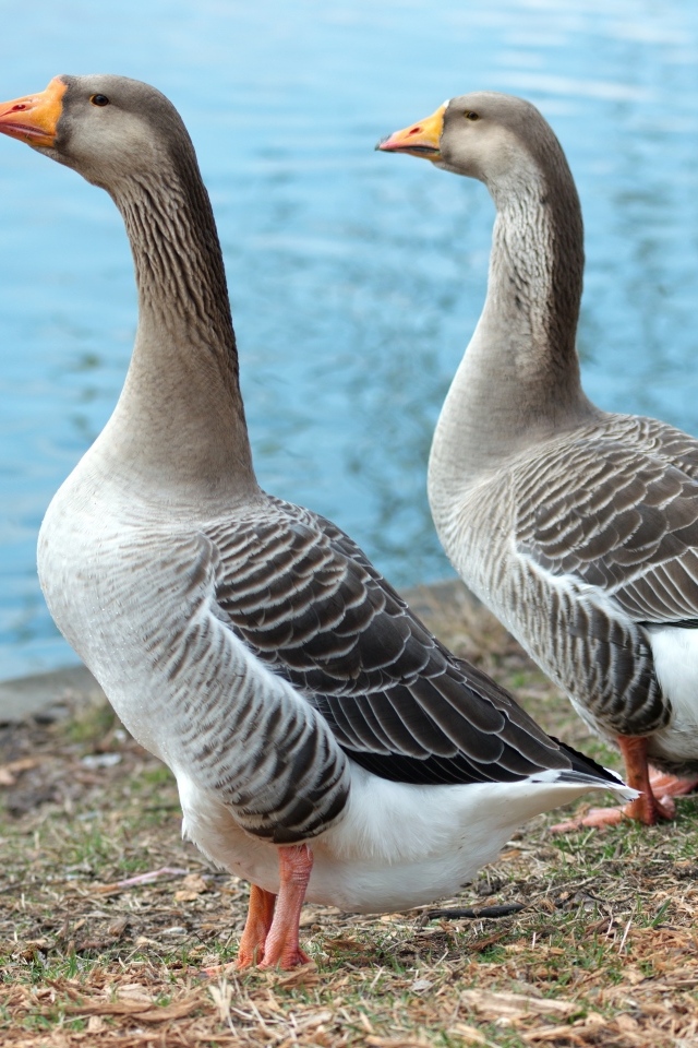 Два больших серых гуся у воды
