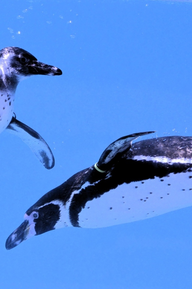 Два пингвина плавают в воде