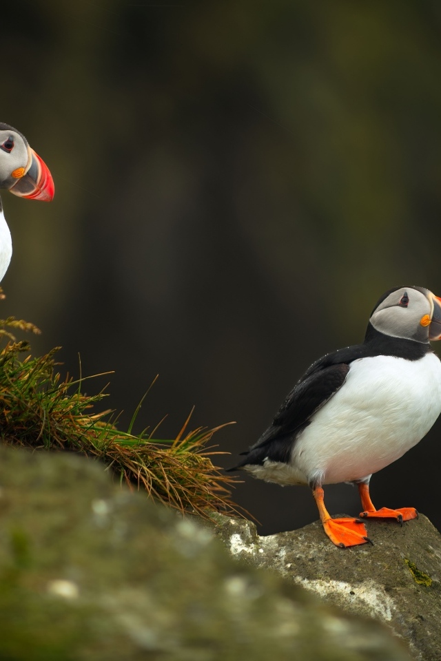 Две птицы тупики на камнях