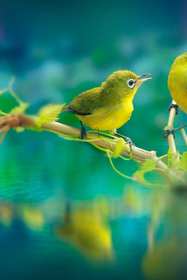 Две маленькие зеленые птички на ветке у воды