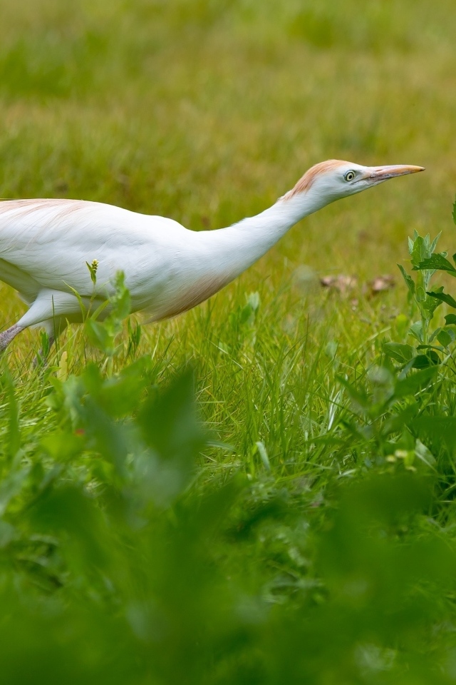Белая цапля в зеленой траве