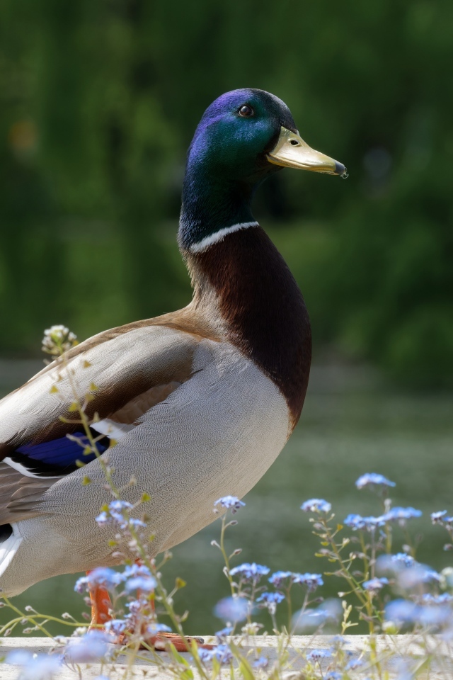 Дикий селезень стоит у воды летом