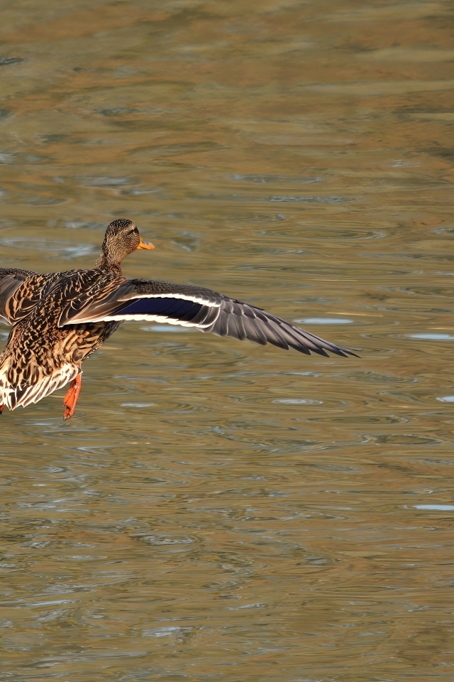 Дикая утка летит над водой