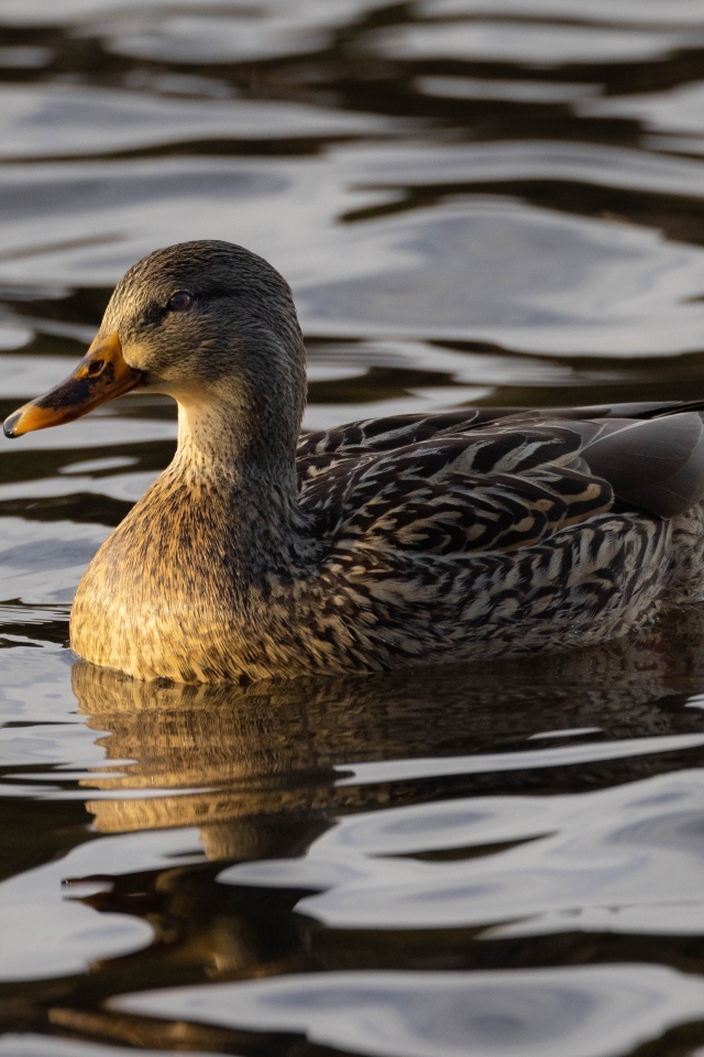 Дикая серая утка в воде