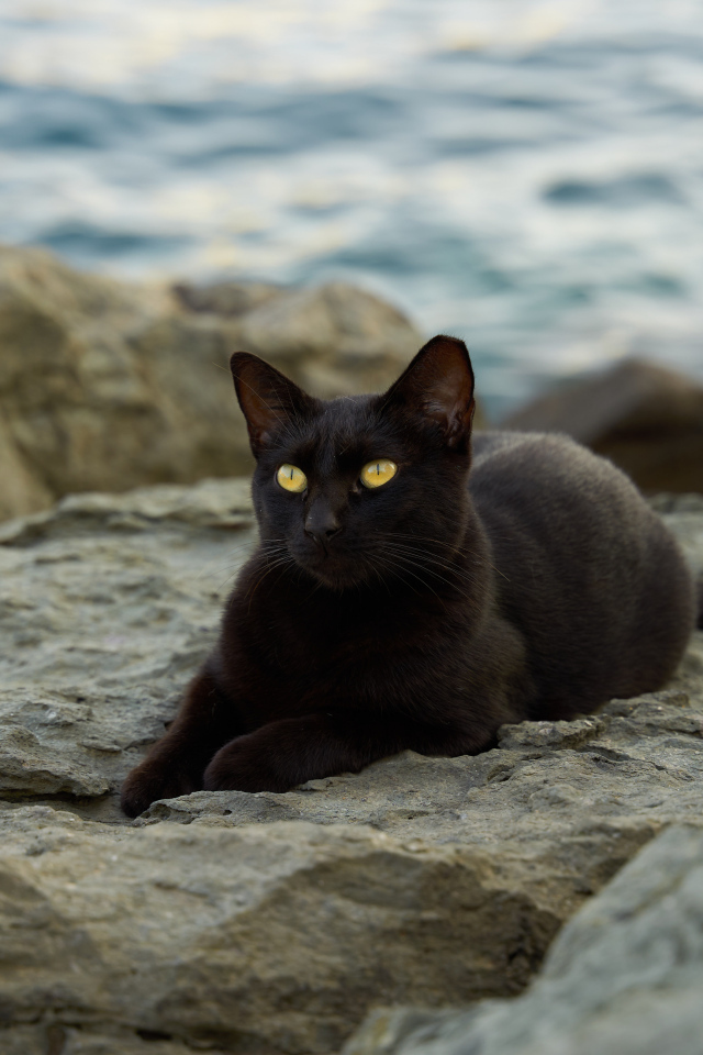 Черный кот лежит на камне у моря