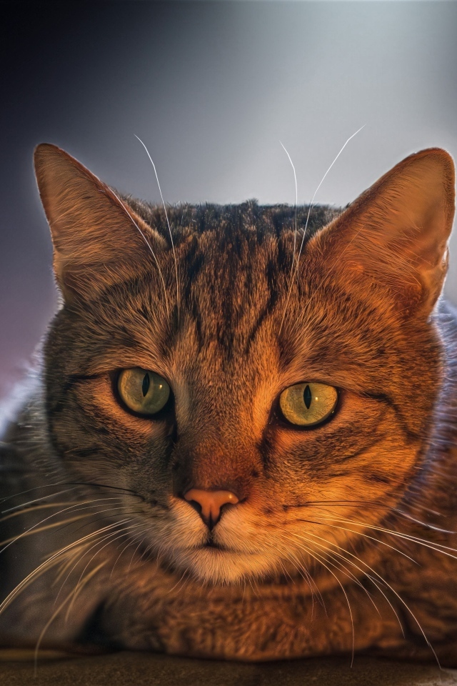 Большой серый кот с зелеными глазами лежит на дороге