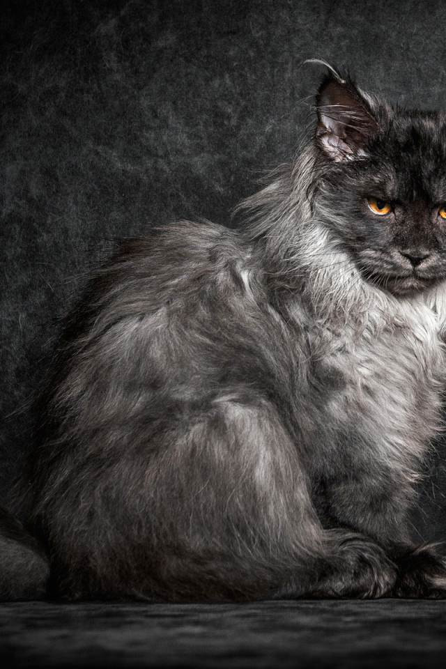 Пепельный кот породы мейн кун на черном фоне