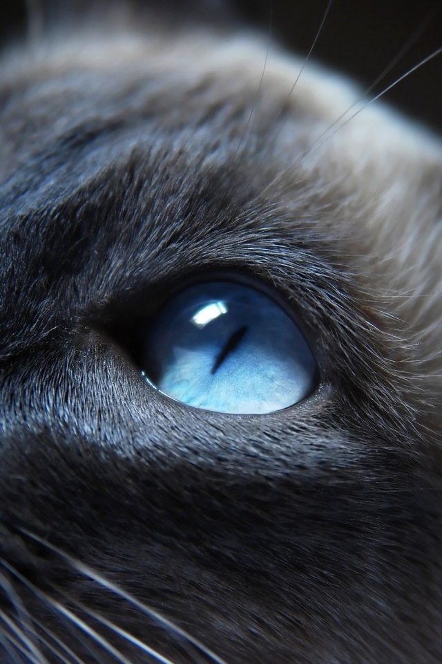 Красивая голубоглазая кошка крупным планом