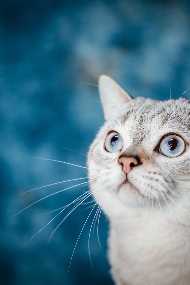 Красивая голубоглазая кошка на голубом фоне