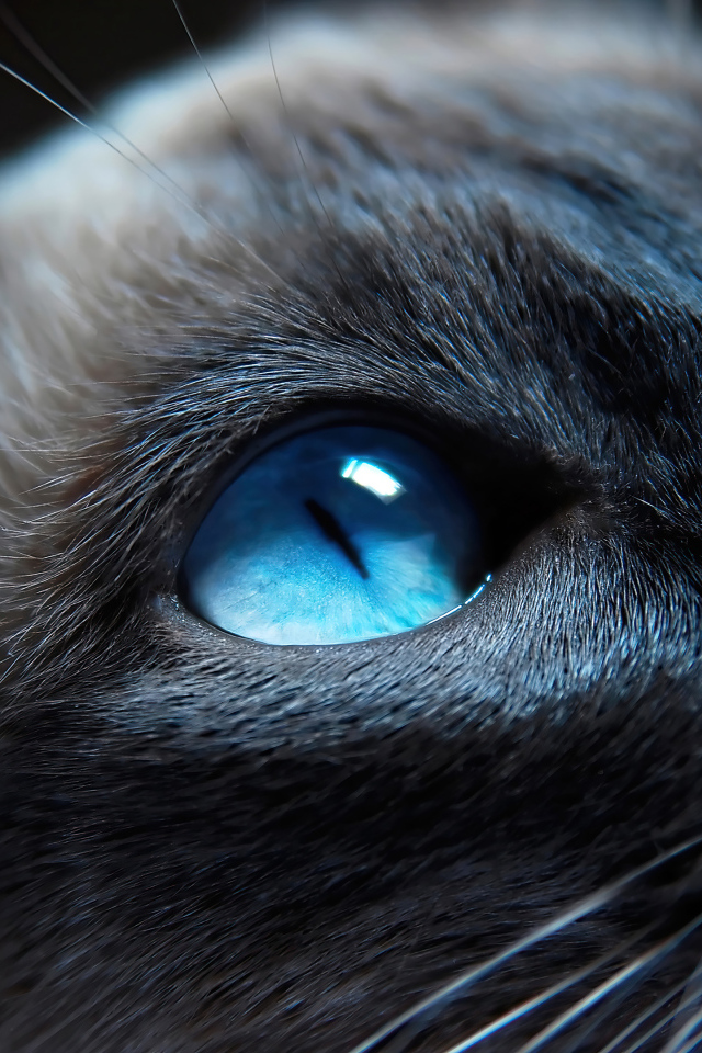 Красивые голубые глаза у сиамской кошки